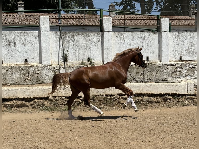 Spanisches Sportpferd Stute 4 Jahre 165 cm Fuchs in Constantina