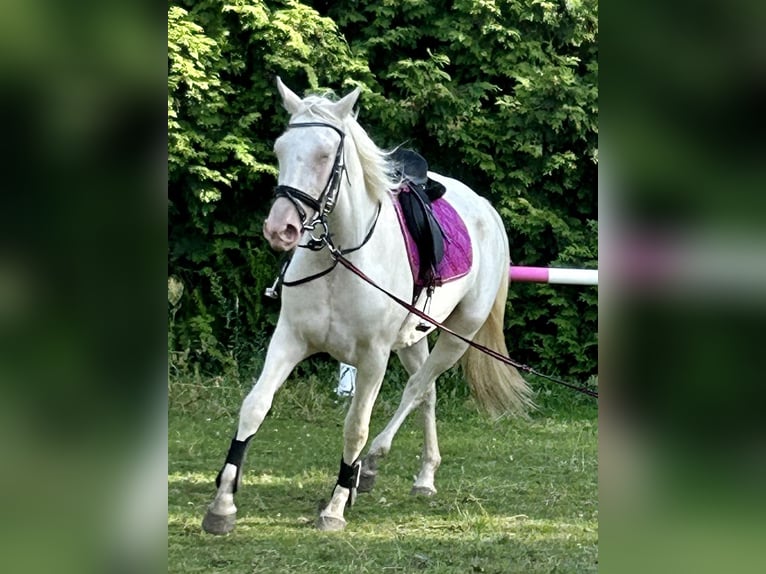 Spanisches Sportpferd Mix Stute 4 Jahre 168 cm Cremello in ThemesgrundPolzen