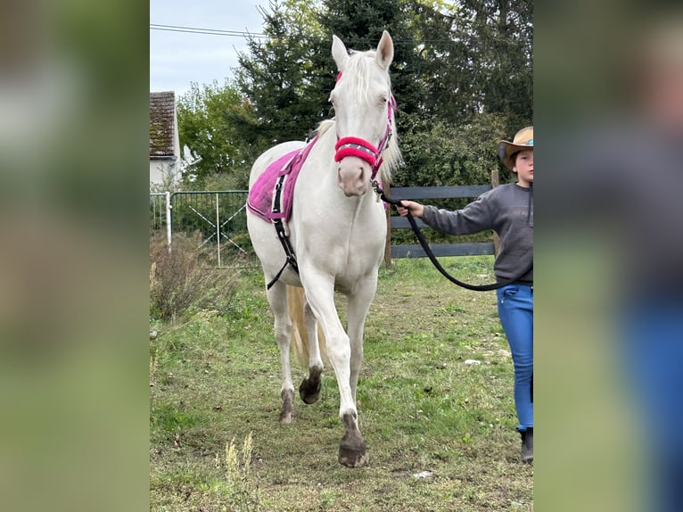 Spanisches Sportpferd Mix Stute 4 Jahre 168 cm Cremello in ThemesgrundPolzen