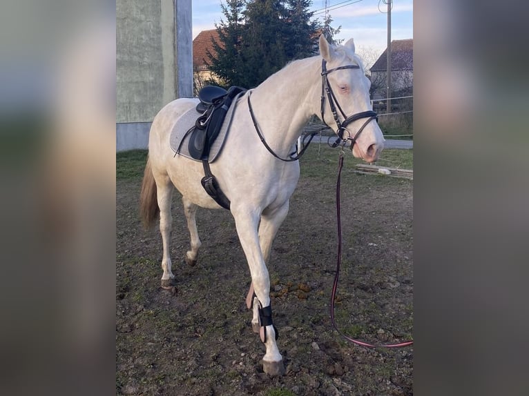 Spanisches Sportpferd Mix Stute 4 Jahre 168 cm Cremello in ThemesgrundPolzen