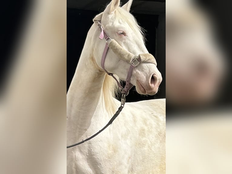 Spanisches Sportpferd Mix Stute 4 Jahre 168 cm Cremello in ThemesgrundPolzen