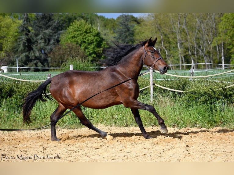 Spanisches Sportpferd Stute 4 Jahre 170 cm Brauner in Bourgogne