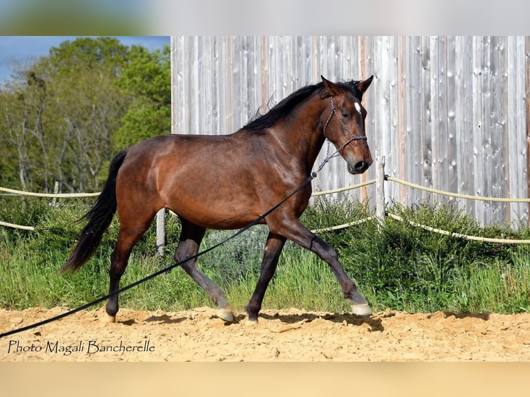 Spanisches Sportpferd Stute 4 Jahre 170 cm Brauner in Bourgogne