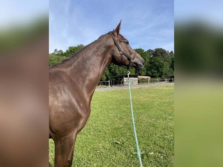 Spanisches Sportpferd Stute 4 Jahre 180 cm Fuchs in Taramuño (San Vicente De Vigo-Carral)