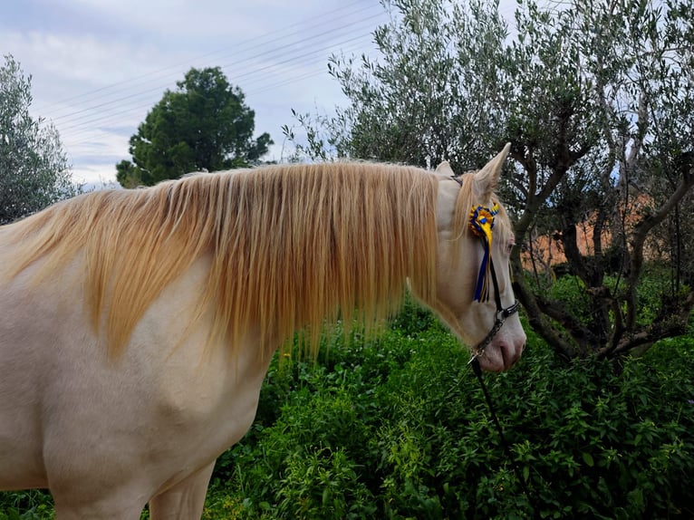 Spanisches Sportpferd Stute 5 Jahre 165 cm Cremello in Gava