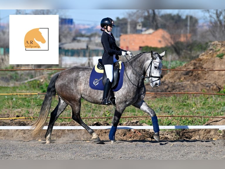 Spanisches Sportpferd Stute 5 Jahre 165 cm Schimmel in Gri&#xF1;on