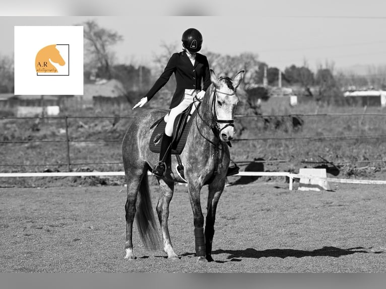 Spanisches Sportpferd Stute 5 Jahre 165 cm Schimmel in Gri&#xF1;on
