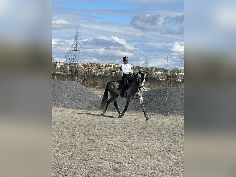 Spanisches Sportpferd Stute 5 Jahre 165 cm Schimmel in Gri&#xF1;on
