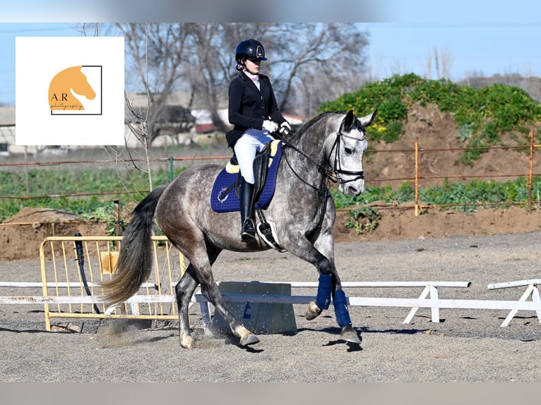 Spanisches Sportpferd Stute 5 Jahre 165 cm Schimmel in Gri&#xF1;on