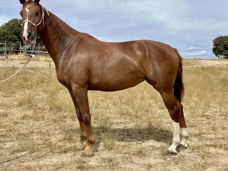 Spanisches Sportpferd Stute 5 Jahre 166 cm Fuchs in Brunete