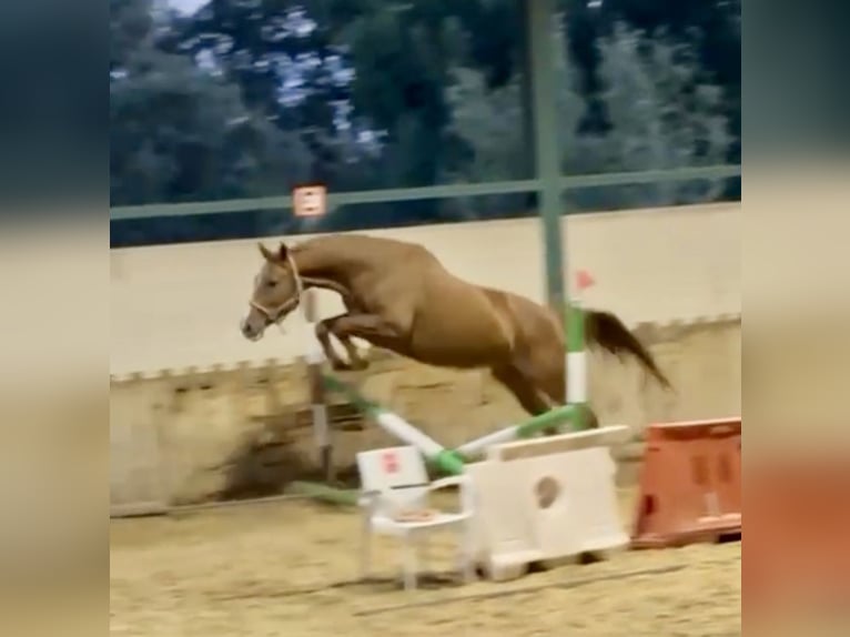 Spanisches Sportpferd Stute 5 Jahre 166 cm Fuchs in Brunete
