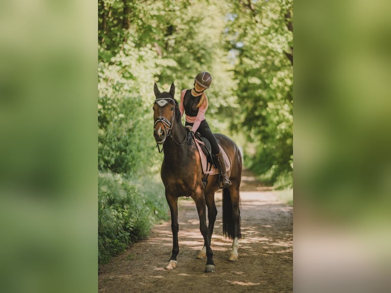 Spanisches Sportpferd Stute 5 Jahre 167 cm Dunkelbrauner in Th&#xFC;mmlitzwalde