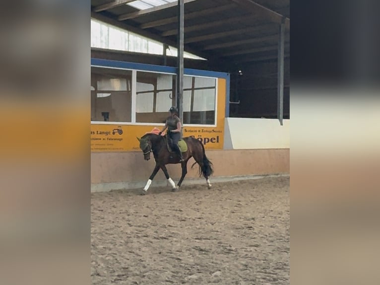 Spanisches Sportpferd Stute 5 Jahre 167 cm Dunkelbrauner in Th&#xFC;mmlitzwalde