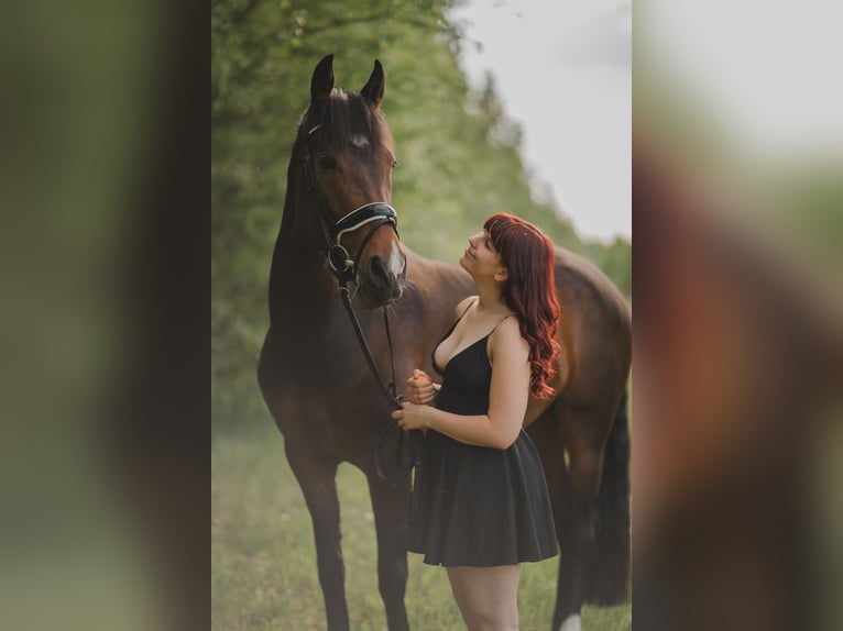 Spanisches Sportpferd Stute 5 Jahre 167 cm Dunkelbrauner in Th&#xFC;mmlitzwalde
