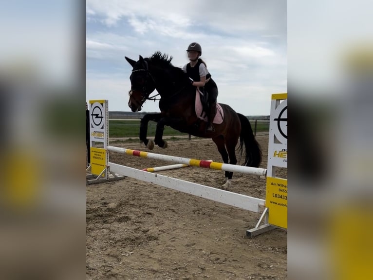 Spanisches Sportpferd Stute 5 Jahre 167 cm Dunkelbrauner in Th&#xFC;mmlitzwalde