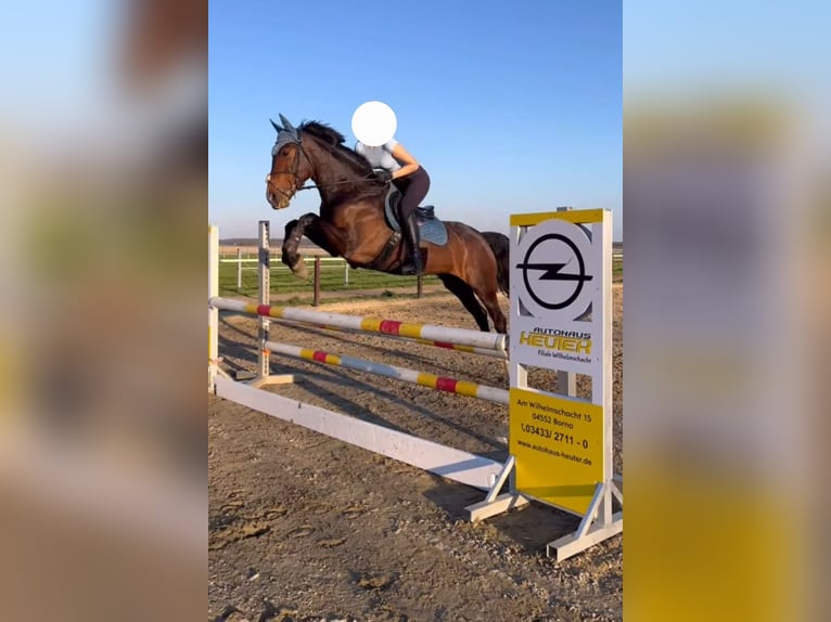 Spanisches Sportpferd Stute 5 Jahre 167 cm Dunkelbrauner in Th&#xFC;mmlitzwalde
