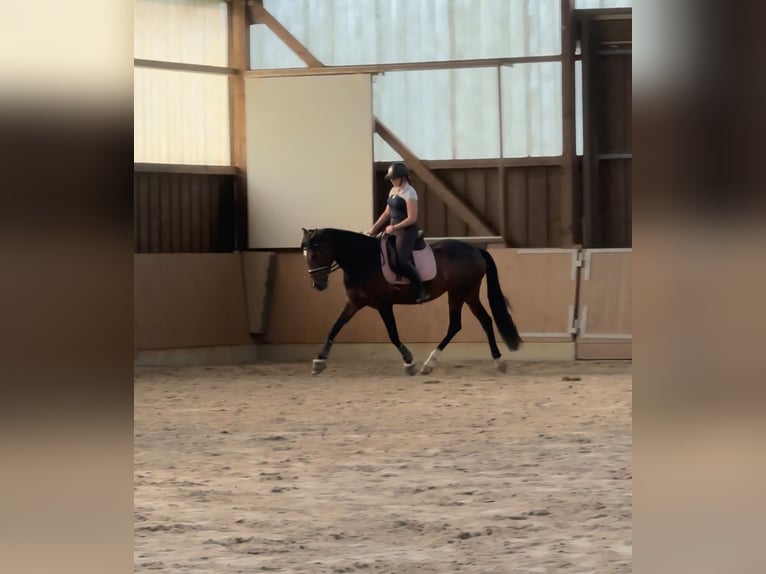 Spanisches Sportpferd Stute 5 Jahre 167 cm Dunkelbrauner in Th&#xFC;mmlitzwalde