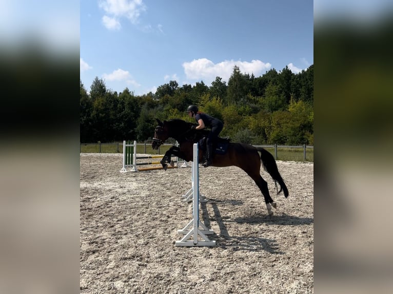 Spanisches Sportpferd Stute 5 Jahre 167 cm Dunkelbrauner in Th&#xFC;mmlitzwalde