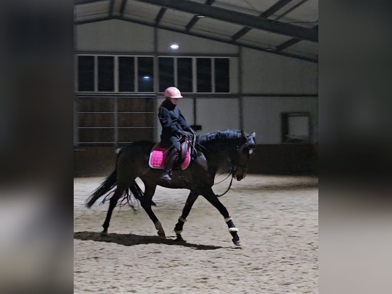Spanisches Sportpferd Stute 5 Jahre 167 cm Dunkelbrauner in Th&#xFC;mmlitzwalde