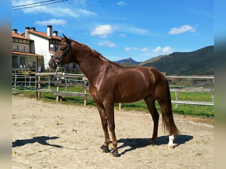 Spanisches Sportpferd Stute 5 Jahre 168 cm Dunkelbrauner in Lezama