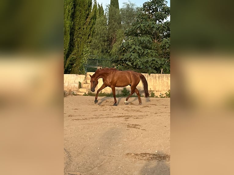 Spanisches Sportpferd Stute 5 Jahre 170 cm Fuchs in Els Poblets