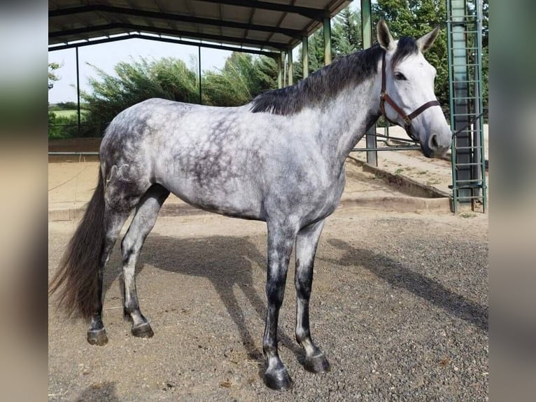 Spanisches Sportpferd Mix Stute 5 Jahre 170 cm Schimmel in Sevilla