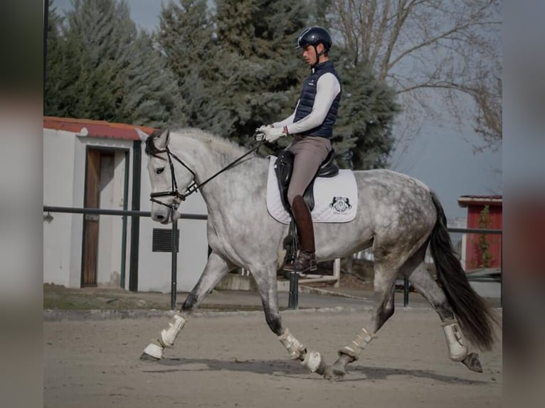 Spanisches Sportpferd Mix Stute 5 Jahre 170 cm Schimmel in Sevilla