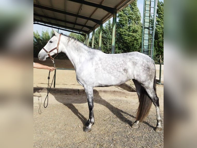 Spanisches Sportpferd Mix Stute 5 Jahre 170 cm Schimmel in Sevilla