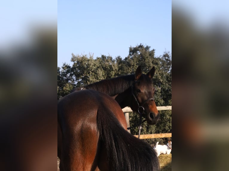 Spanisches Sportpferd Stute 5 Jahre Dunkelbrauner in Villanueva Del Pardillo