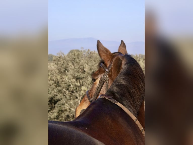 Spanisches Sportpferd Stute 5 Jahre Dunkelbrauner in Villanueva Del Pardillo