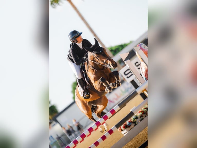 Spanisches Sportpferd Stute 6 Jahre 156 cm Brauner in Vilela (Pª Santa Uxia De Mandia)