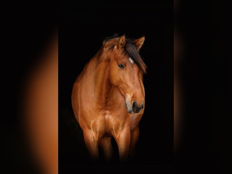 Spanisches Sportpferd Stute 6 Jahre 158 cm Brauner in Lutzhorn