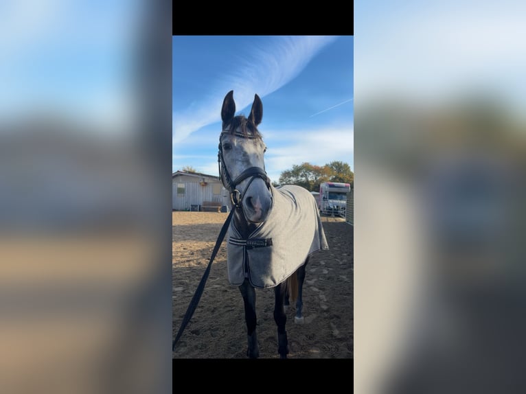 Spanisches Sportpferd Stute 6 Jahre 158 cm Kann Schimmel werden in Delingsdorf