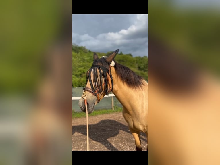 Spanisches Sportpferd Stute 6 Jahre 160 cm Falbe in Bad Kreuznach