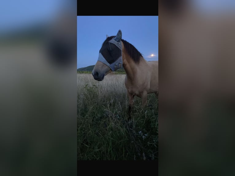 Spanisches Sportpferd Stute 6 Jahre 160 cm Falbe in Bad Kreuznach