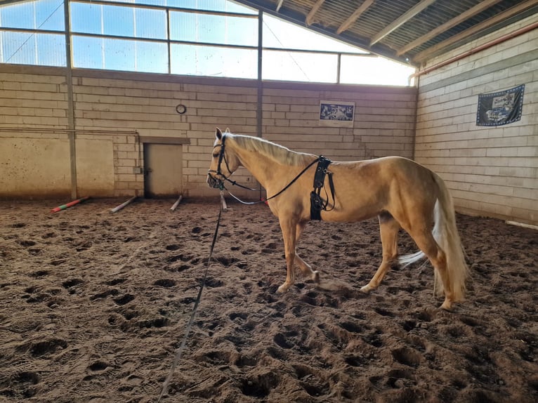 Spanisches Sportpferd Stute 6 Jahre 160 cm Palomino in Lorsch