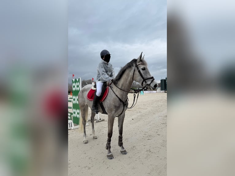 Spanisches Sportpferd Stute 6 Jahre 164 cm Apfelschimmel in Arganda Del Rey