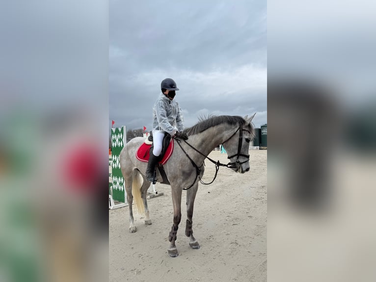 Spanisches Sportpferd Stute 6 Jahre 164 cm Apfelschimmel in Arganda Del Rey