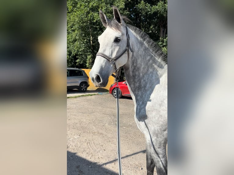 Spanisches Sportpferd Stute 6 Jahre 167 cm Apfelschimmel in Vigo
