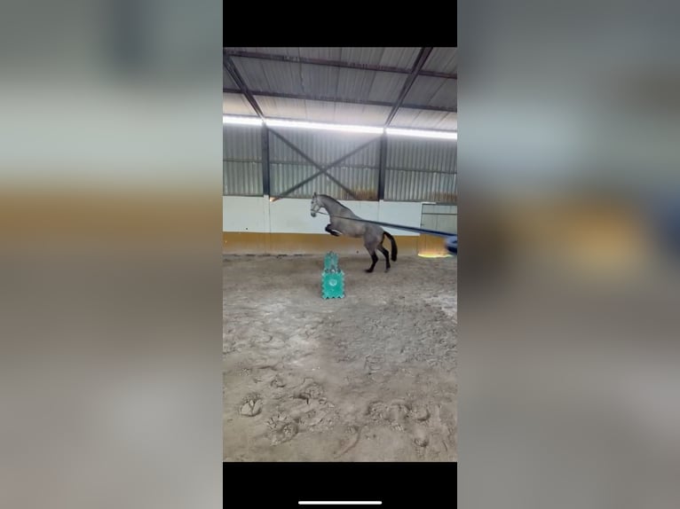 Spanisches Sportpferd Stute 6 Jahre 167 cm Apfelschimmel in Vigo