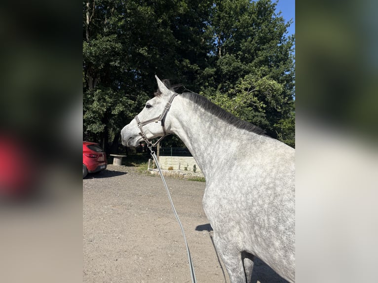 Spanisches Sportpferd Stute 6 Jahre 167 cm Apfelschimmel in Vigo
