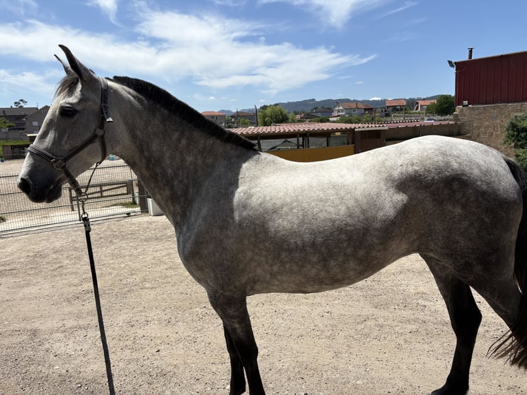 Spanisches Sportpferd Stute 6 Jahre 167 cm Apfelschimmel in Vigo