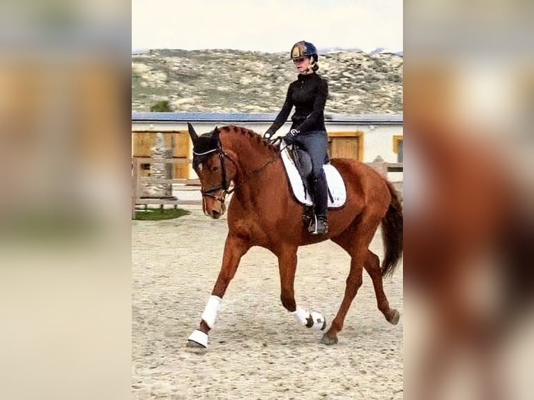 Spanisches Sportpferd Stute 6 Jahre 174 cm Fuchs in Sevilla