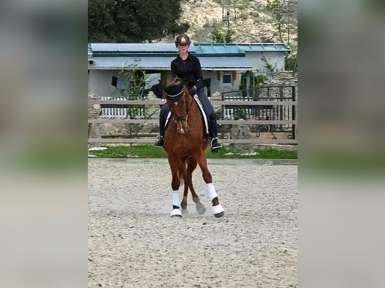 Spanisches Sportpferd Stute 6 Jahre 174 cm Fuchs in Sevilla