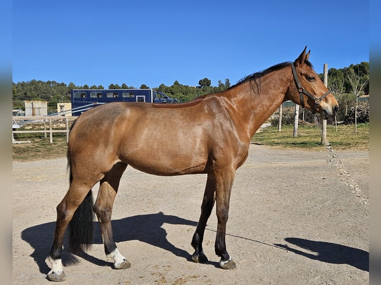 Spanisches Sportpferd Stute 6 Jahre Falbe in Montblanc