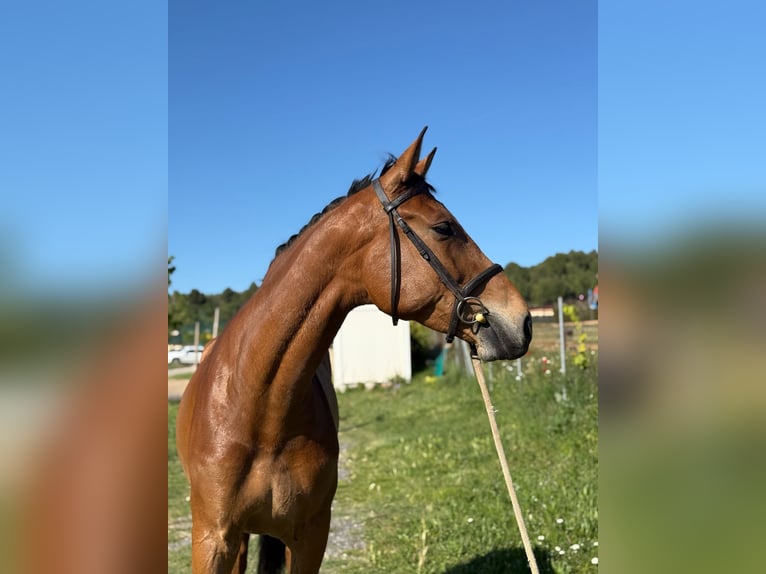 Spanisches Sportpferd Stute 6 Jahre Falbe in Montblanc
