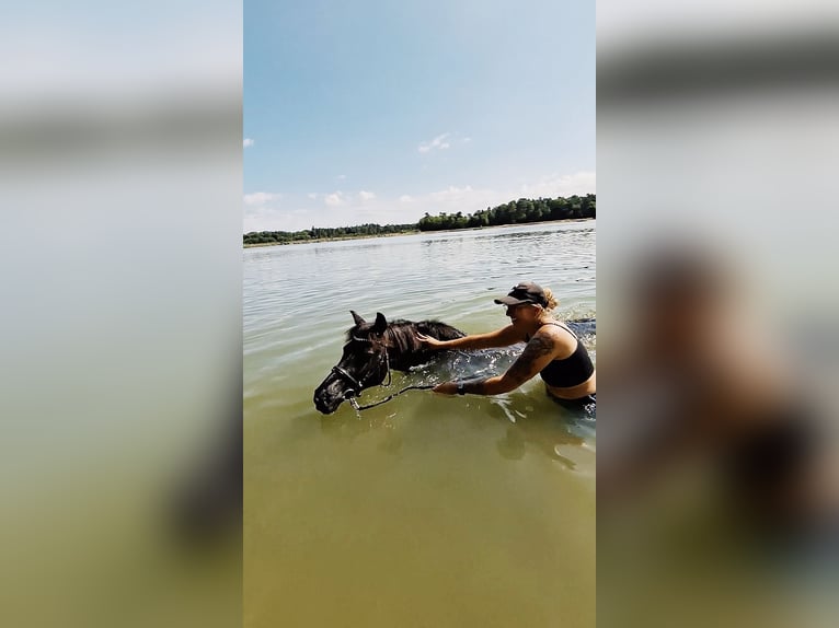 Spanisches Sportpferd Stute 7 Jahre 135 cm Rappe in Rheine