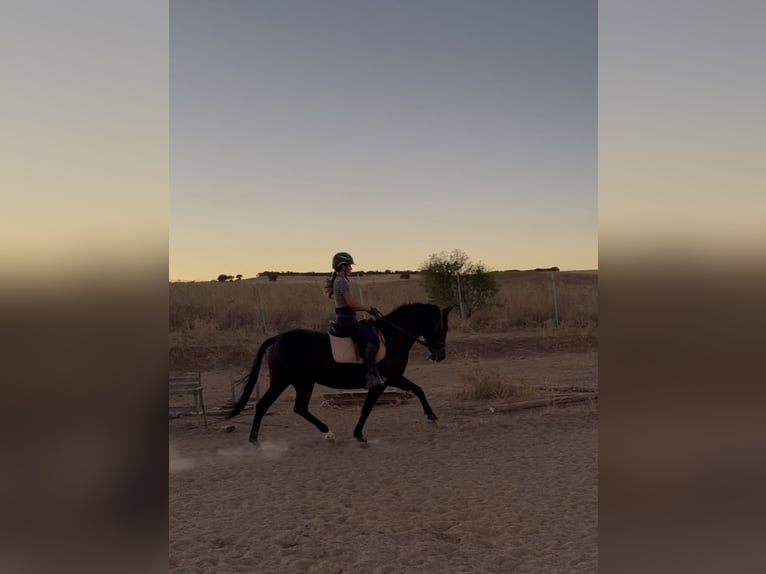 Spanisches Sportpferd Stute 7 Jahre 154 cm Rappe in Guadalajara