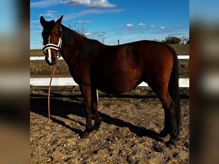 Spanisches Sportpferd Stute 7 Jahre 155 cm Brauner in Uckerland