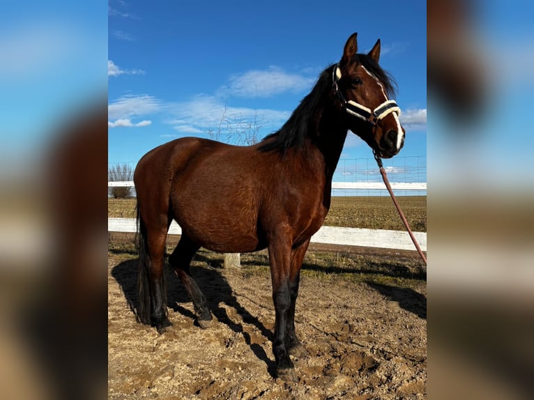 Spanisches Sportpferd Stute 7 Jahre 155 cm Brauner in Uckerland